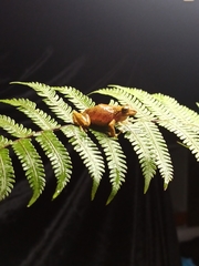 Pristimantis cajamarcensis