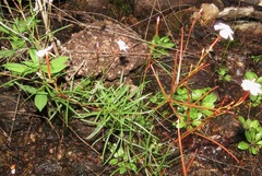 Mandevilla tenuifolia