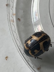 Labidomera clivicollis