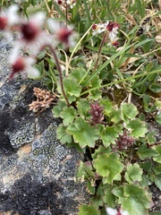 Micranthes porsildiana