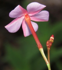 Mandevilla tenuifolia