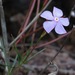 Mandevilla tenuifolia - Photo (c) Rich Hoyer, algunos derechos reservados (CC BY-NC-SA), subido por Rich Hoyer