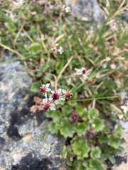 Micranthes porsildiana