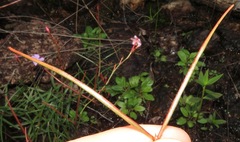 Mandevilla tenuifolia