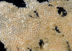 Dendrobeania