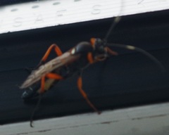 Diphyus