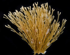 Abietinaria