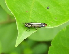 Agrilus catherinae