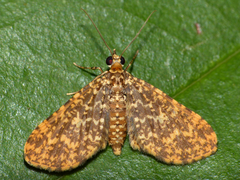 Pomasia salutaris