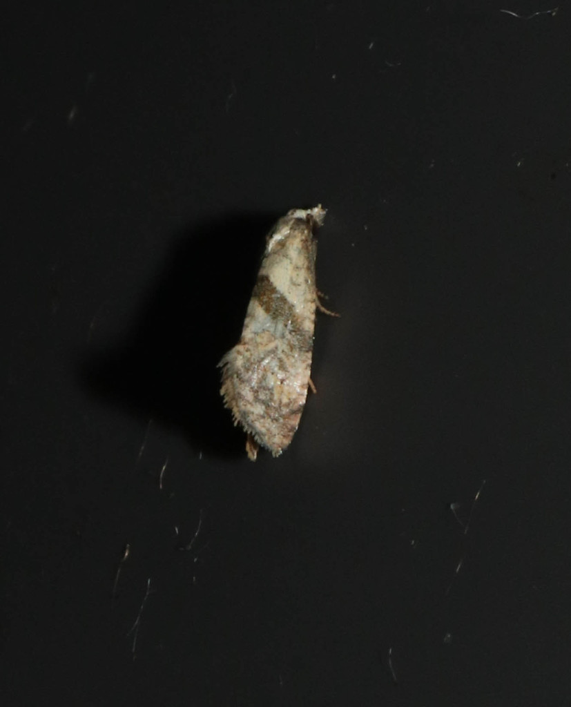 Chamomile Conch