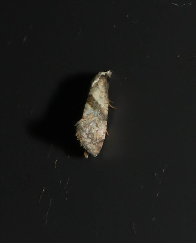 Chamomile Conch