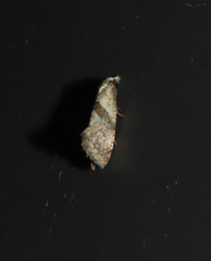 Cochylidia implicitana