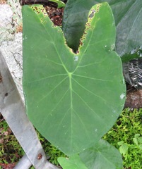 Caladium