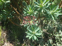 Euphorbia atropurpurea image