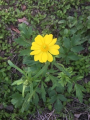 Ranunculus macranthus