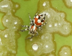 Nycerella delecta