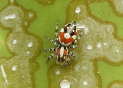 Nycerella delecta