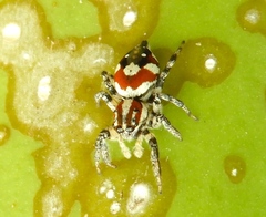 Nycerella delecta