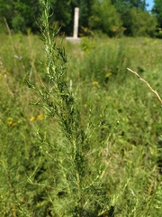 Artemisia abrotanum