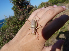 Ephippiger discoidalis