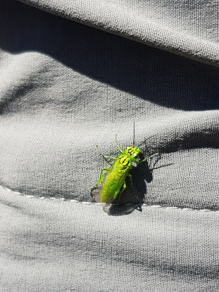 Twin-spotted Carver