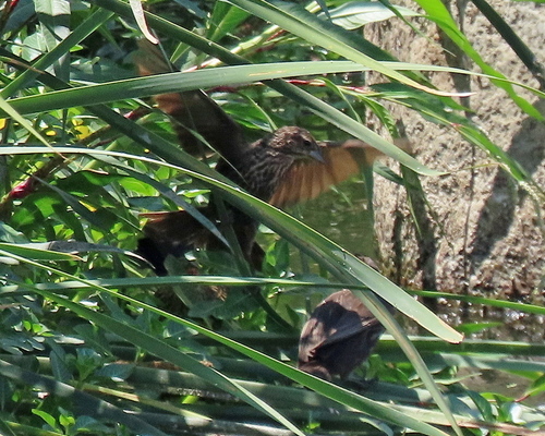 photo of Red-winged Blackbird (Agelaius phoeniceus)