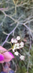 Seseli tortuosum