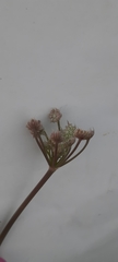 Seseli tortuosum