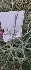 Seseli tortuosum