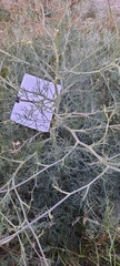 Seseli tortuosum