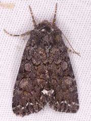 Melanchra pulverulenta