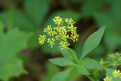Thaspium trifoliatum flavum