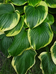 Hosta