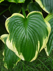 Hosta
