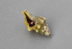 Tarantinaea lignaria