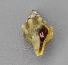 Tarantinaea lignaria