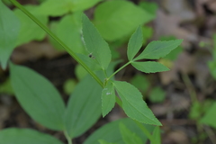 Thaspium trifoliatum flavum