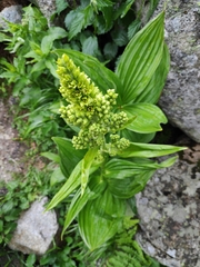 Veratrum album
