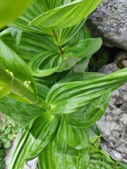 Veratrum album