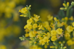 Anthyllis hermanniae