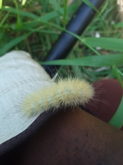 Spilosoma virginica