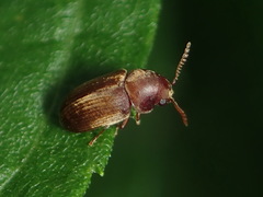 Xyletininae