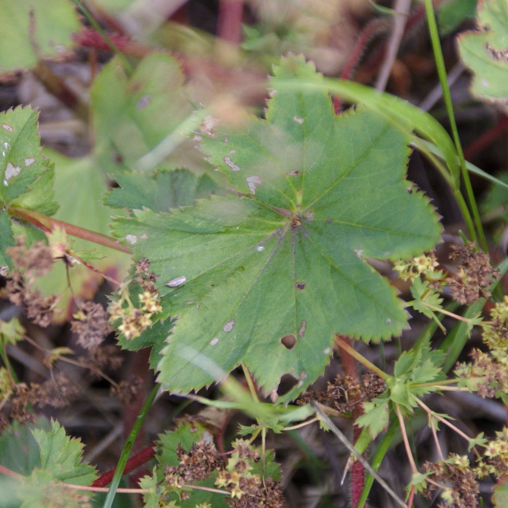 Alchemilla leiophylla
