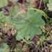 Alchemilla leiophylla - Photo (c) Иван Шихалев, algunos derechos reservados (CC BY), subido por Иван Шихалев