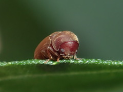 Xyletininae