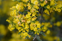 Anthyllis hermanniae