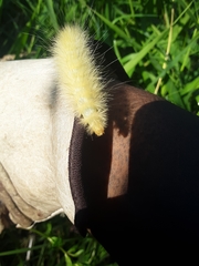 Spilosoma virginica