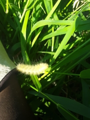 Spilosoma virginica