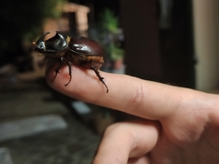 Oryctes nasicornis corniculatus