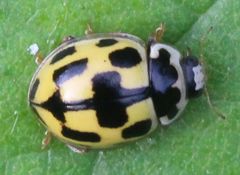 Propylea quatuordecimpunctata